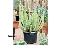 Image result for Euphorbia fortissima