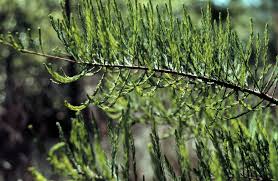 Image result for Taxodium