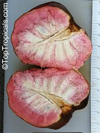 Image result for Annona reticulata