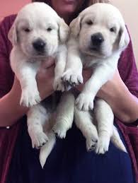Rehome buy and sell, and give an animal a forever home with preloved! Englishgoldenretriever Goldenretriever Goldenretrieverpuppy English Golden Retriever Puppy Retriever Puppy White Golden Retriever Puppy