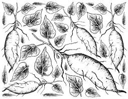 Black And White Sweet Potato Vector Hand Drawn Of Sweet Potato On White Background In 2020 How To Draw Hands Drawings Vector Photo