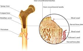 The radius and ulna are two parallel bones which extend from your elbow to your wrist. Natural Bone Tissue And Its Biomimetic Sciencedirect