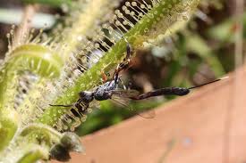 Image result for Drosera