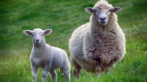 Lamb ein film von valdimar jóhannsson mit noomi rapace, hilmir snær guðnason. Why Do People Eat Lamb And Not Sheep Farming Base