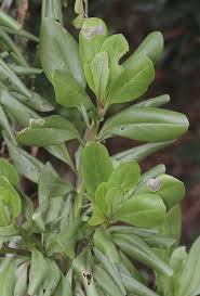 Image result for Kleinia sp.no.1