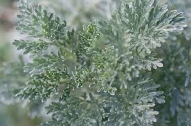 Image result for Artemisia sp.no.1