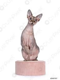 Conoce cuales son sus caraterísticas, hábitat, cómo es su reproducción y la clasificación o tipos. Niedliche Sphynx Katze Mit Rosa Accessoires Auf Wei Foto Vorratig Crushpixel