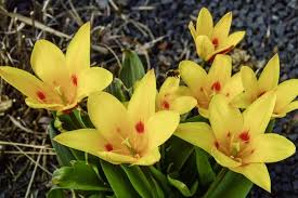 A chi non piacciono i fiori gialli?. Fiori Gialli Primaverili