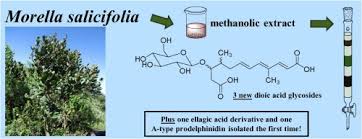 Image result for Myrica salicifolia