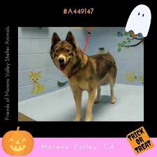 Pin On Urgent Animals In Need At Moreno Valley Animal Services In Southern California