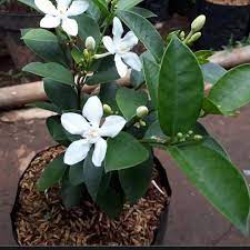 Bunga kemuning (murraya paniculata l.) juga sering digunakan sebagai obat tradisional. Bunga Kemuning Perkebunan Di Carousell