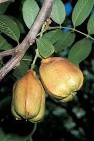 Image result for Blighia