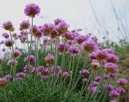 Strandnellik 1 Language Of Flowers Garden Flowers