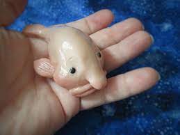 Baby Blobfish Hmmm I Wonder If This Is Like The Baby Polar Bear That S Been Going Around Or The Rainbow Ow Blobfish Weird Sea Creatures Deep Sea Creatures