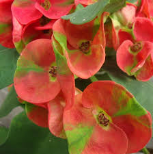 We did not find results for: Euphorbia Pink Green Succulent Plant Nestreeo Com