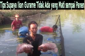 Menurut primbon jawa, mimpi mancing ikan gurame adalah tand akan mengalami peningkatan dari segi finansial. Tips Supaya Ikan Gurame Tidak Ada Yang Mati Sampai Panen Halaman 1 Kompasiana Com