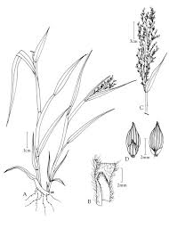 Image result for Panicum miliaceum