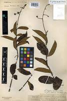 Image result for Ancylobothrys scandens