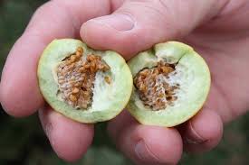 Image result for Solanum viarum