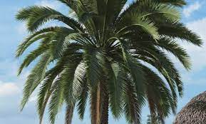 Pohon Palem Taksonomi Morfologi 16 Jenis Palem Hias Unik