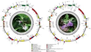 Image result for Brachycorythis