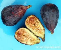 Each fig is a deep purple, almost black. 3143 Ficus Carica Fig Violette De Bordeaux Negronne Also Known As Negronne Violet De Bordeaux Is A Purplish Black Fruit With Rich St Black Fruit Ficus Fig