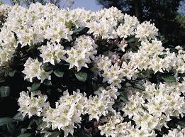Rododendron Cunningham S White Rhododendron Cunningham S White Mijntuin Org Witte Tuinen Planten Tuin