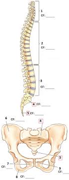 Pioneered by kaoru ishikawa, he introduced this diagram at kawasaki for the quality management processes. Chap 14 Bone Labeling Spine And Pelvis Diagram Quizlet