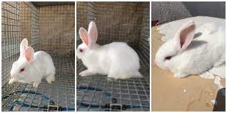 yavru tavsan bakimi nasil yapilir tavsan ciftligi