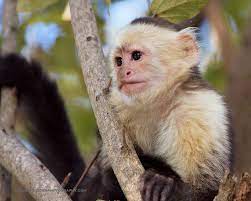 Photo White Faced Capuchin Monkey Looking White Faced Capuchin Capuchin Monkey Capuchin Monkey Pet