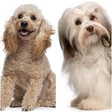 What Is A Havapoo The Havanese Miniature Poodle Mix All