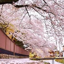 Siti Ros Travel Jom Me Korea Musim Bunga April 2018 Facebook