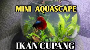 Memelihara ikan cupang membutuhkan tanaman di akuariumnya agar nyaman. Membuat Aquascape Mini Buat Ikan Cupang Youtube