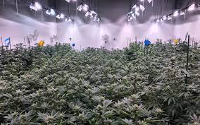 4.7 out of 5 stars. Grow Q A What S The Best Grow Light For Big Yields High Times