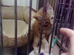 Food eggs gifts pets pet items strollers toys vehicles. Pet Store Archives Pets 2 Cuddle