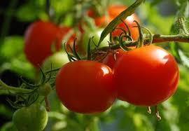 Thankfully, there are plenty of helpful resources online that can help you develop a green thumb. How To Grow Tomatoes Indoors A Step By Step Procedure