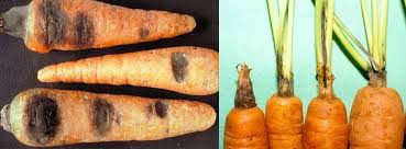 Image result for بیماری هویج