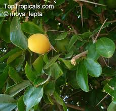 Image result for Dovyalis afra