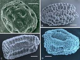 Image result for Stemodiopsis buchananii