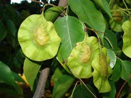 Image result for Pterocarpus indicus