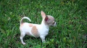 Maybe you would like to learn more about one of these? Micro Mini Full Grown Yorkie And Lil Rascal A Toy Mini Chihuahua From Www Tinypawsandclaws Com Texas Youtube