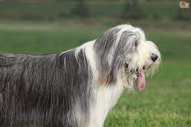 Bearded Collie Dog Breed Facts Highlights Buying Advice Pets4homes