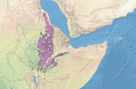 Image result for Scepocarpus hypselodendron