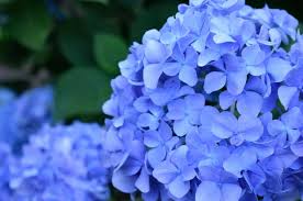 Flowers that start with hyd. Avoid These Hydrangea Care Mistakes Taverham Nursery Centre Norwich