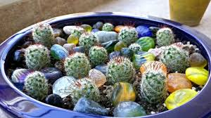 If the roots are damaged when you remove the cactus from its original pot, or if you needed to cut away dead roots. How To Safe Transplantation And Removal Of A Baby Cactus Diy Home Tutorial Guidecentral Youtube