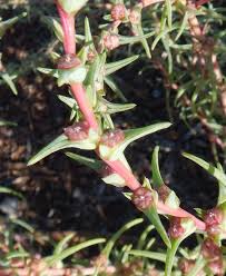 Image result for Salsola
