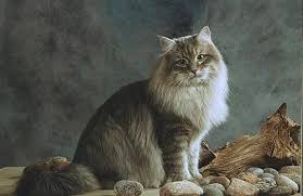Kedi Turleri 2016