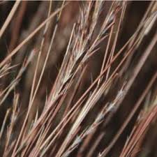 Image result for Schizachyrium sanguineum