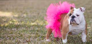 Cebr is the most experienced and longest standing 501c3 english bully rescue in the. No Borders Bulldog Rescue Texas