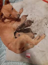 At paws humane, donations are key to continuing our mission. Paws Pet Adoption Pawspetadopt Twitter